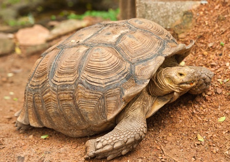 aldabra giant tortoiseのeditorial素材