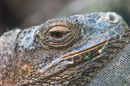 Green Iguanaのeditorial素材