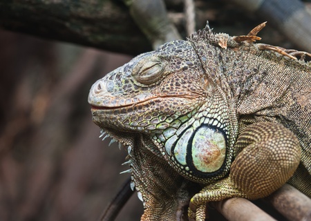 Green Iguanaのeditorial素材