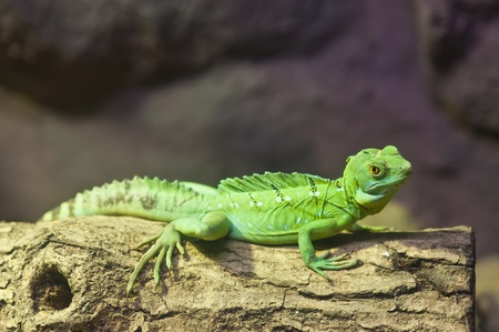 Bearded Dragonのeditorial素材