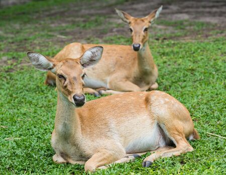 Eld's deers reclining on grassのeditorial素材