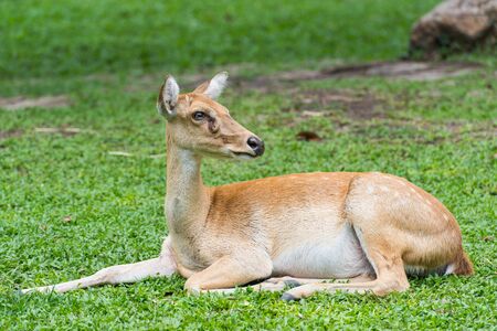 Eld's deer reclining on grassのeditorial素材