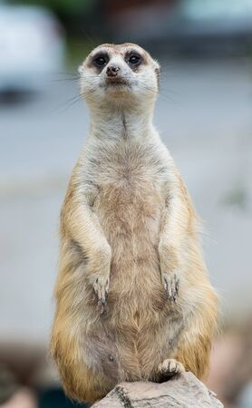 Meerkatのeditorial素材