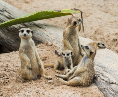 Meerkats familyのeditorial素材