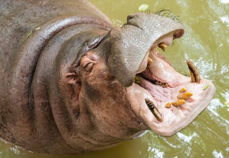 Hippopotamus showing huge jaw and teethのeditorial素材