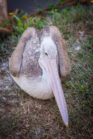Spot Billed Pelicanの写真素材
