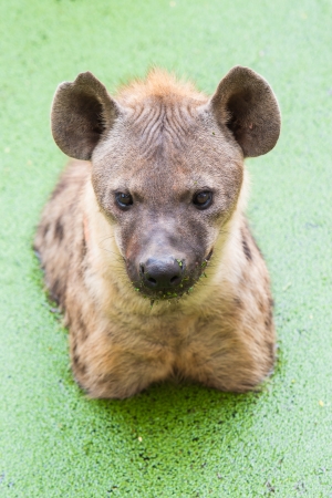 Hyenaの写真素材