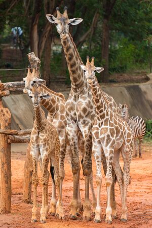 Family of giraffeの写真素材