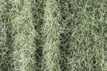 Plant background, Spanish Mossの写真素材