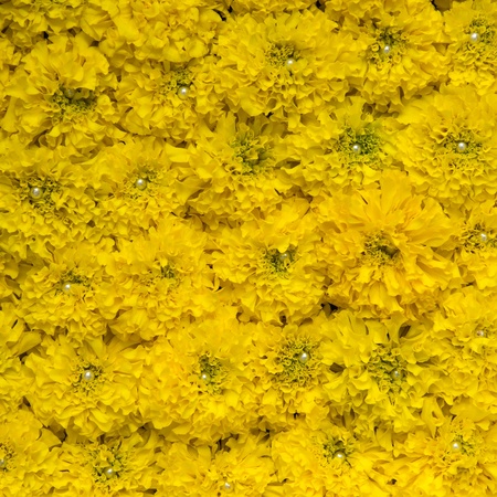 texture of marigoldの写真素材