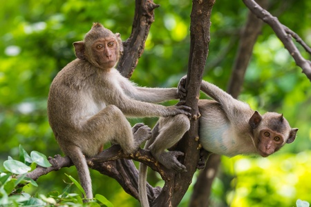 Two monkeys