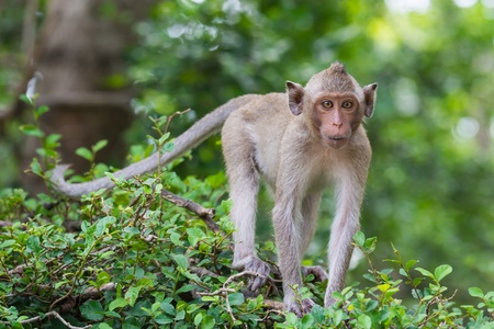 Young monkey