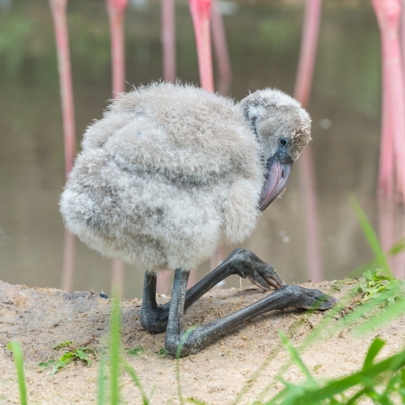 Baby flamingoの写真素材