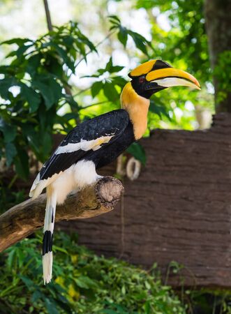 Hornbillの写真素材