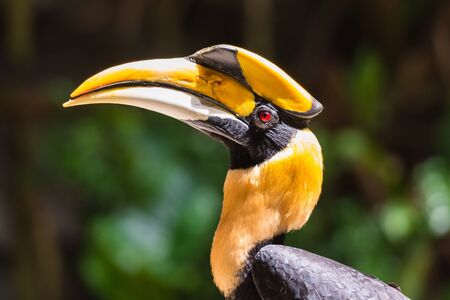 Hornbillの写真素材