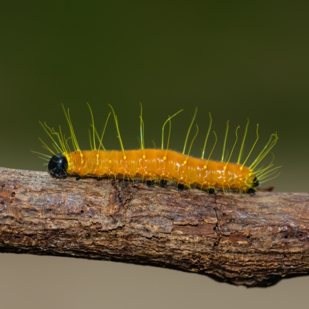 Caterpillarの写真素材