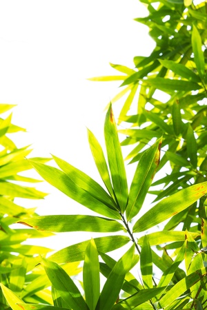 Bamboo leavesの写真素材