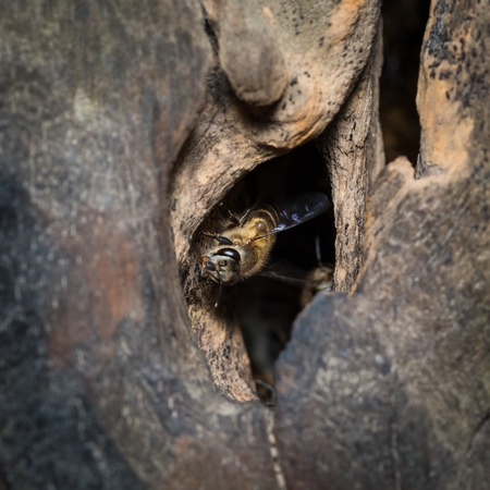 busy beehive macroの写真素材