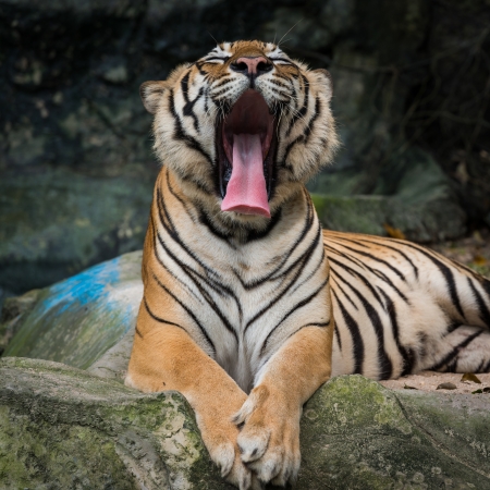 tigerの写真素材