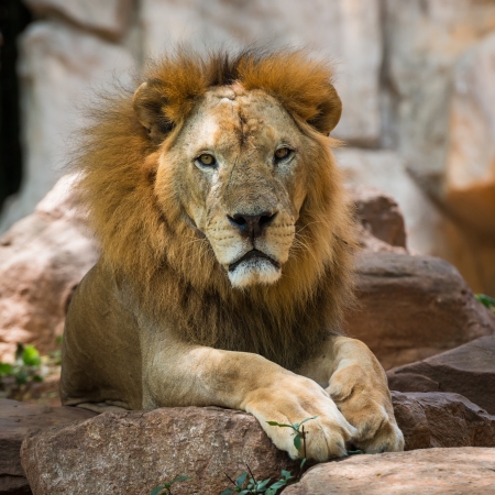 African lionの写真素材