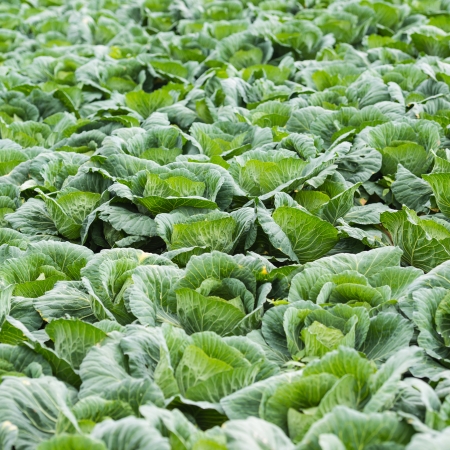 cabbage ready to harvestの写真素材