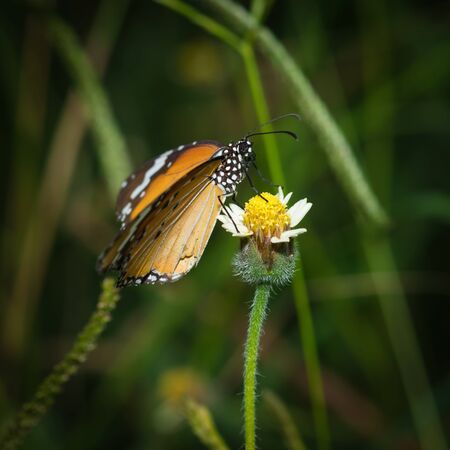 orange butterfly