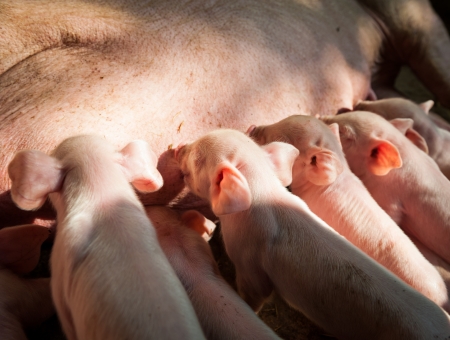 Momma pig feeding the kids