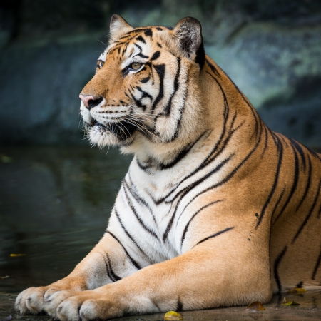 tigerの写真素材