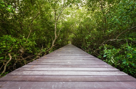 Mangrove forest boardwalkの写真素材