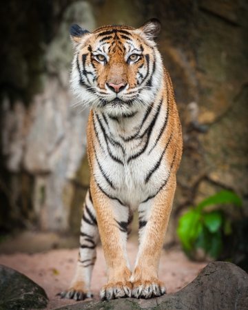 tigerの写真素材