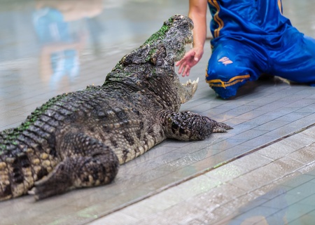crocodile show at crocodile farmの写真素材