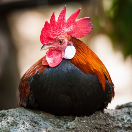 Beautiful Roostersの写真素材