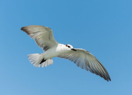 Seagull flying in the sky
