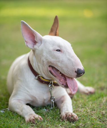 Bullterrier on green fieldの写真素材