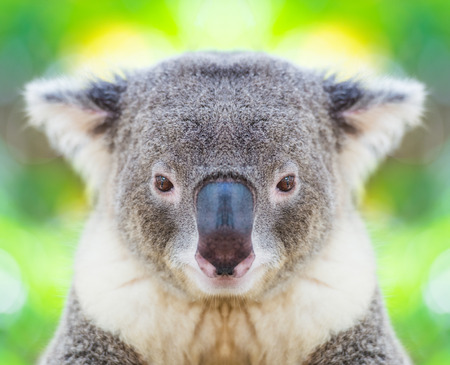 Koala bear face close upの写真素材