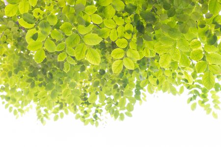 Green leaves on white backgroundの写真素材