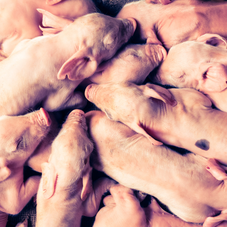 Newborn piglets sleeping - retro vintage filter effectの写真素材