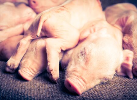 piglets - retro vintage filter effectの写真素材