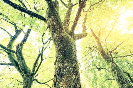 Green tree, retro vintage filter effectの写真素材