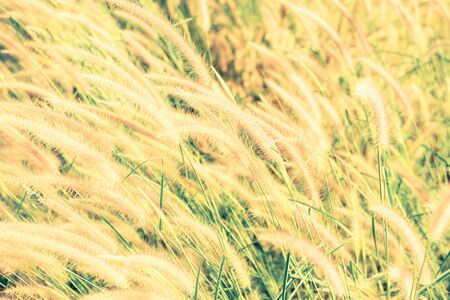 flowers grass in the morning with sunlight, retro vintage filter effectの写真素材