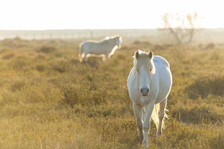 White Horsesの写真素材