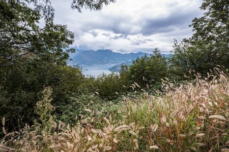 Wild grass, Lake Iseo, Lombardy, Italyの写真素材