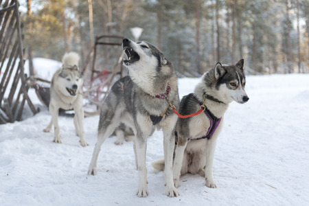 Bunch of barking huskies That Are Ready for Action