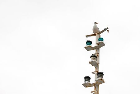 Seagull standing on a mast in the harborの写真素材