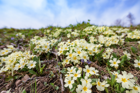 Primroses in flower with clear sky on backgroundの写真素材