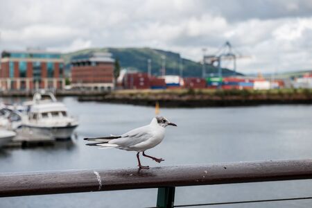 Seagull perching at harbor, walking on a railing
