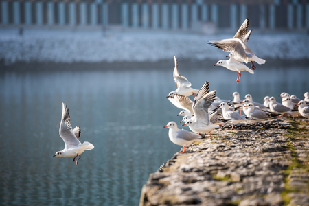 Seagulls flying, Maribor, Sloveniaの写真素材