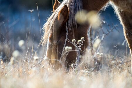 Horse grazing on pasture on a sunny dayの写真素材