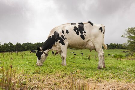 Cow grazing on grassy field against cloudy skyの写真素材