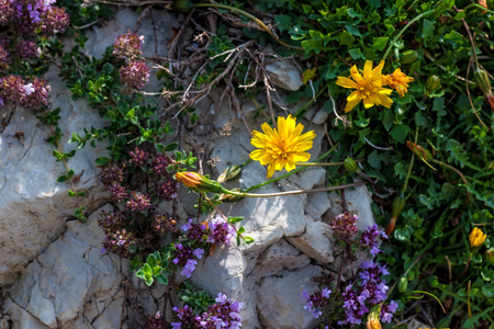 Launaea nudicaulis growing in rocky groundの写真素材
